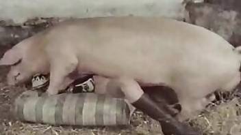 Beastiality tube vid with a horny pig. Free bestiality and animal porn